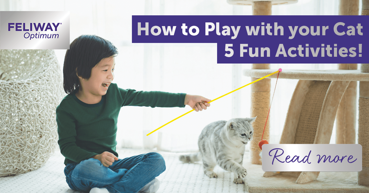 How to Play with your Cat 5 Fun Activities!